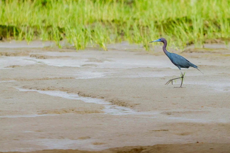 a blue bird with long legs stands in the sand by tall grass