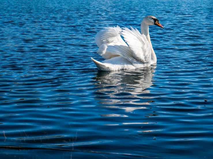 a duck that is swimming in some water