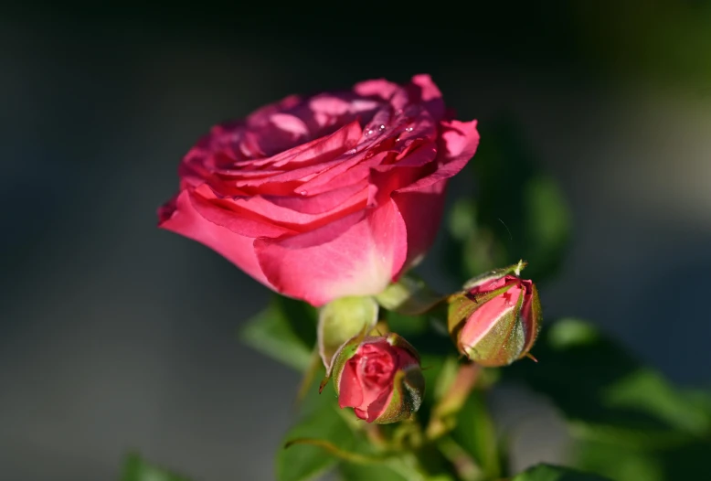 a beautiful red rose blooming in front of dark background