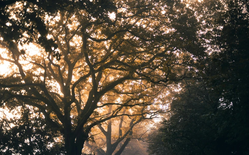 an image of foggy park bench and trees