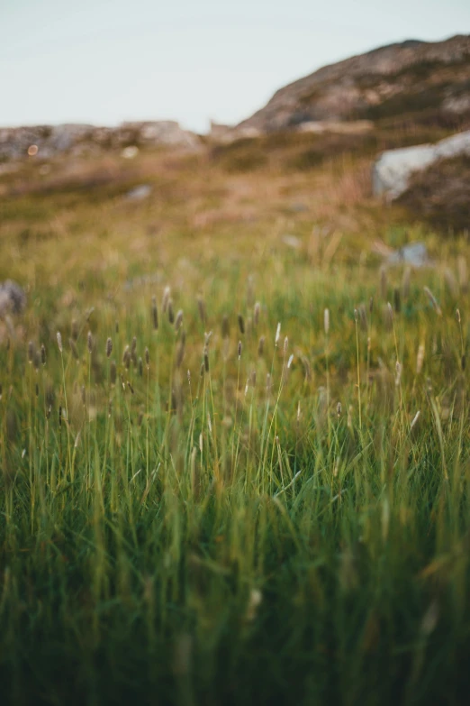 tall grass that is growing on top of a hill