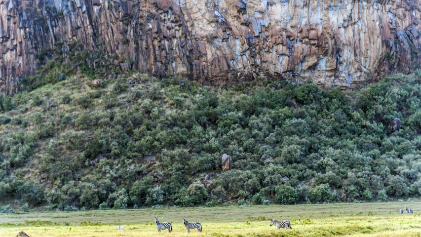 zes are standing in the grass in front of a large mountain