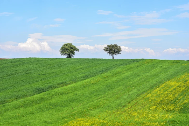 the two trees are in a large green field
