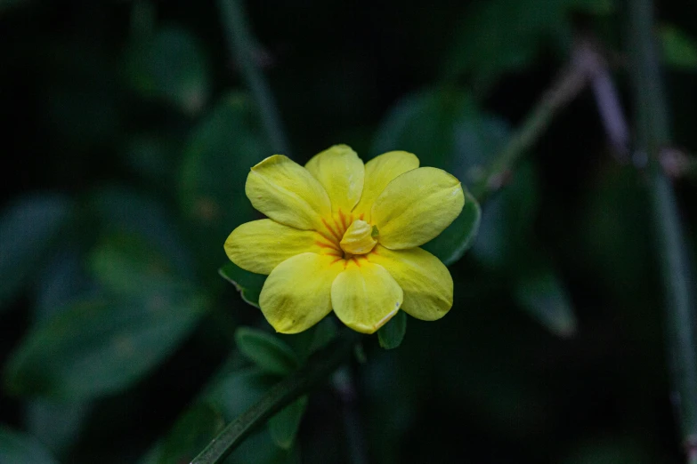 yellow flower is displayed in a black background