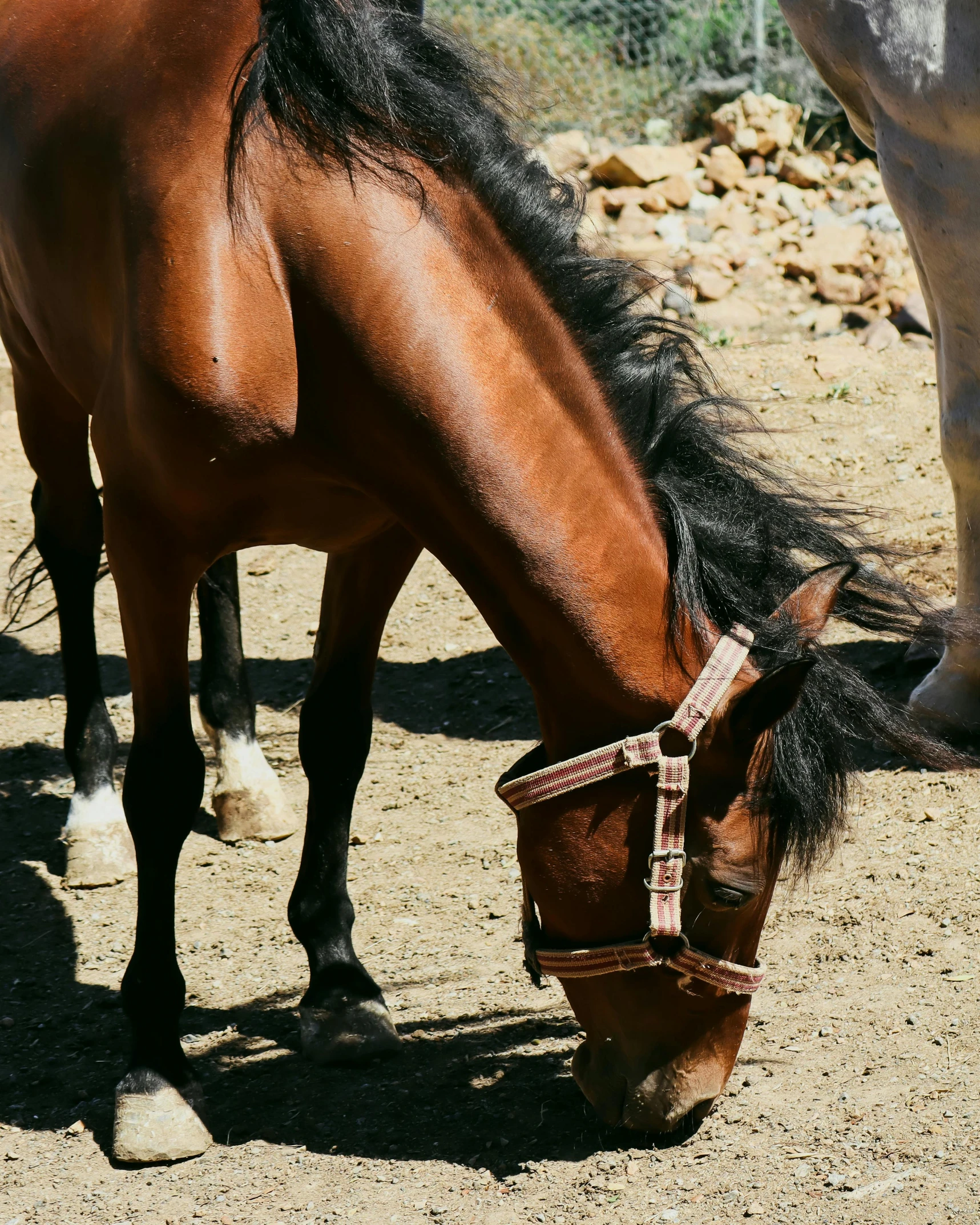 a brown horse with black hair grazing on dirt