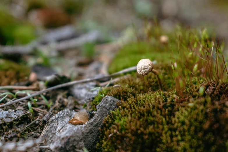 there is a white mushroom on the ground