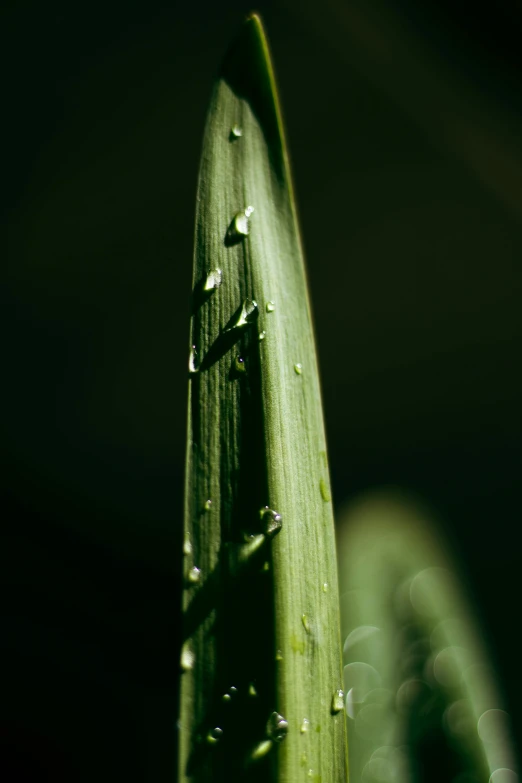 some drops of water are seen on the leaves