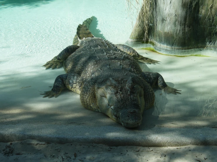 a large alligator laying in the water by a tree