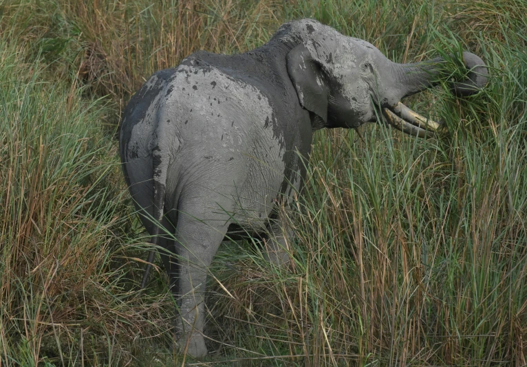 a large grey elephant standing in tall grass