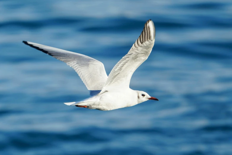 a white bird flying above a body of water