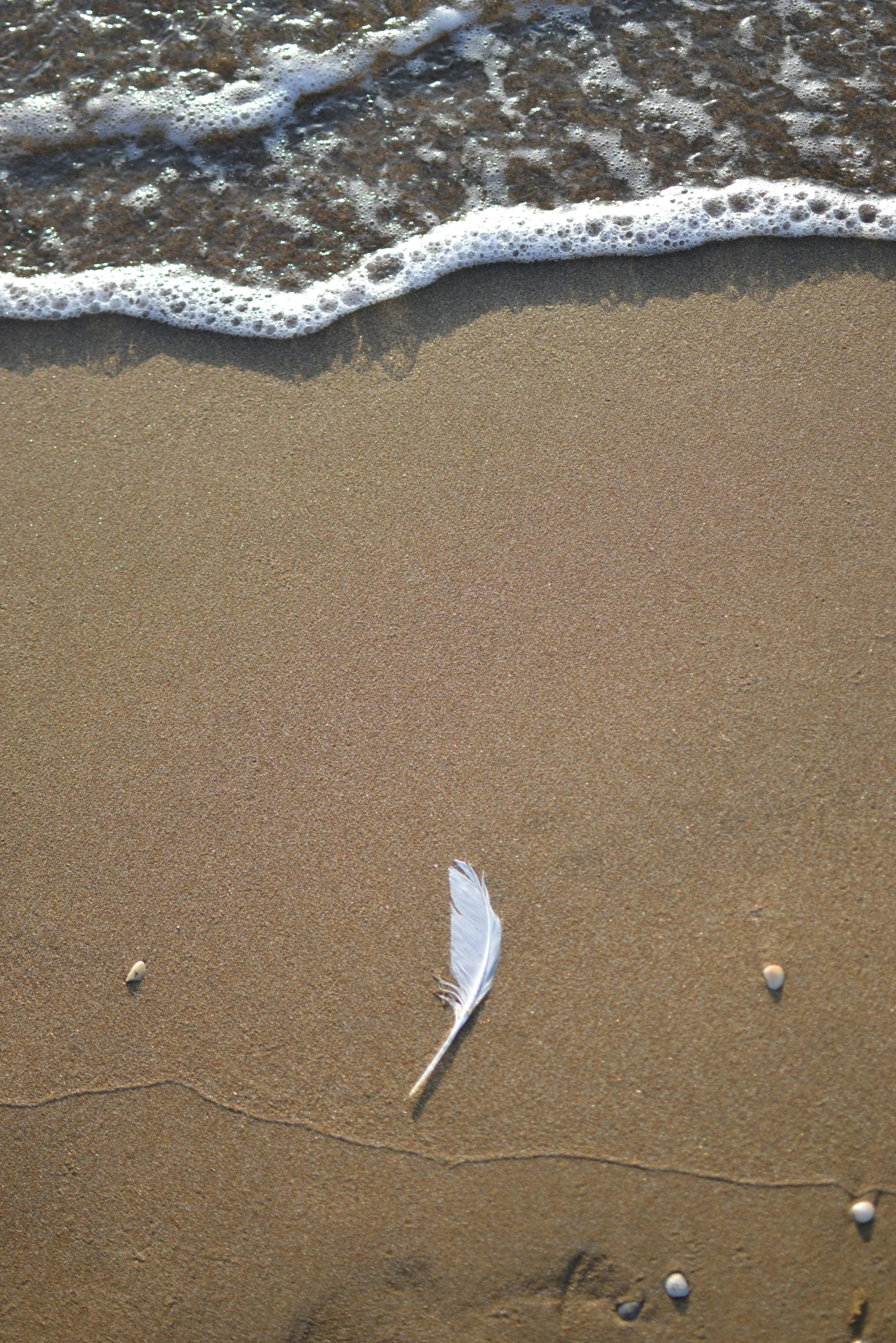 a leaf on the beach next to some water