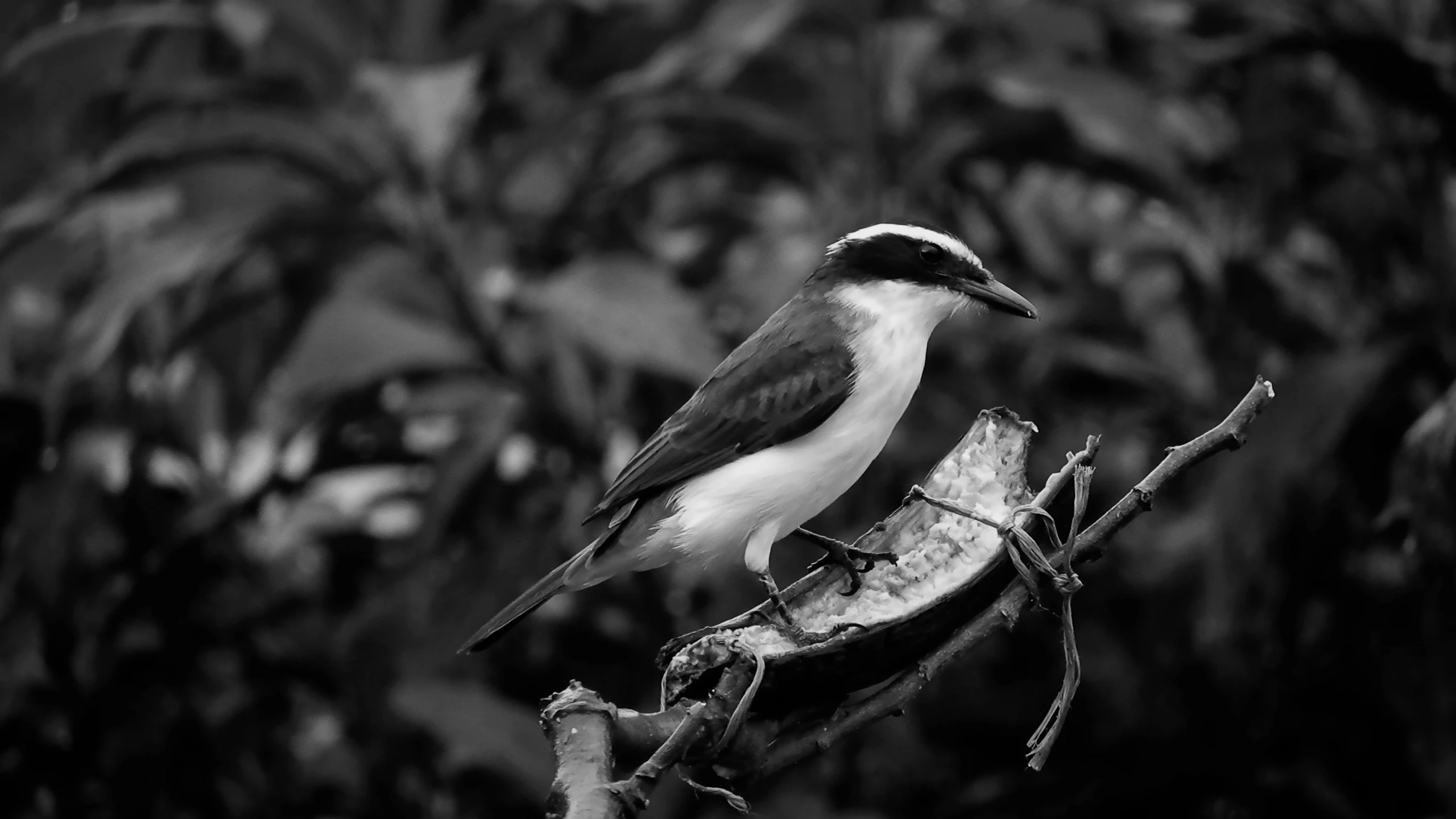 a black and white po of a bird perched on a nch