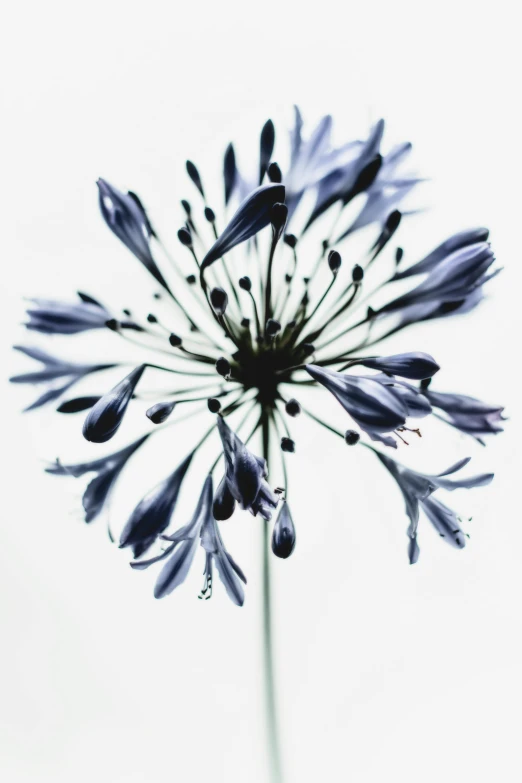 a blue and white flower with the petals opened