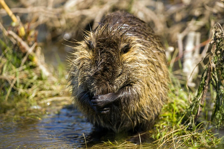 a close up of a porcupine in a water