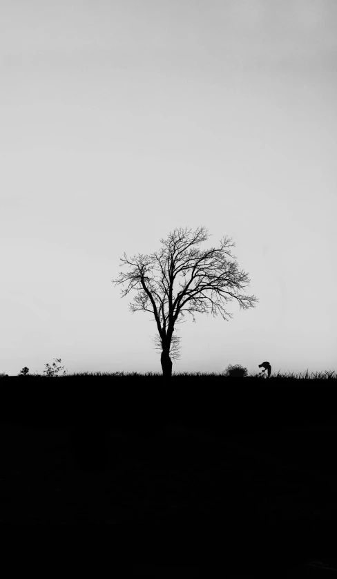 a silhouette of an animal standing under a tree