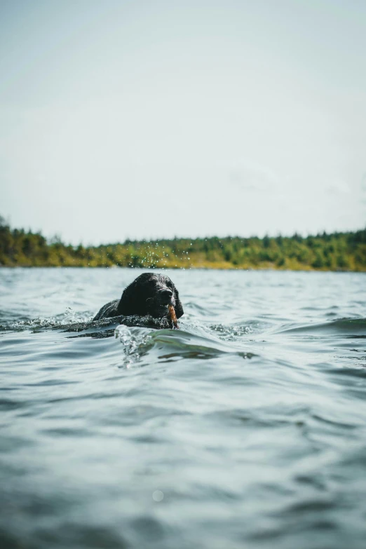 a black dog swimming in a lake with trees