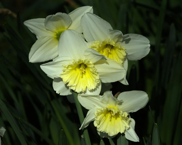 yellow daffodils are growing in the grass