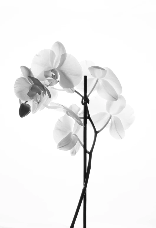 this is an image of a orchid with white petals