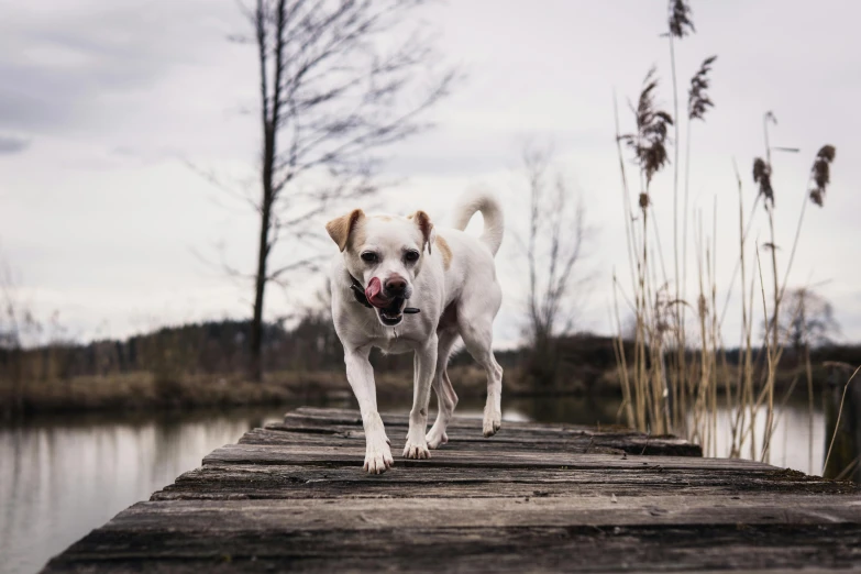 a dog that is walking across a pier