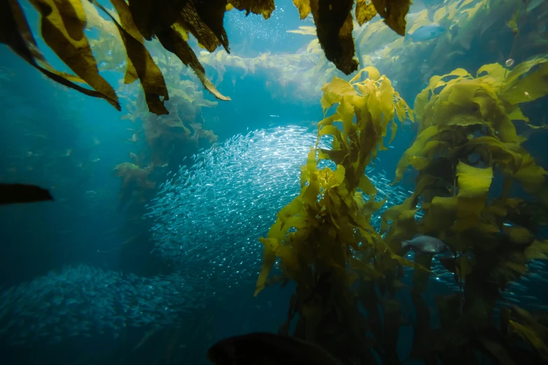 an underwater pograph of sea weed as seen through the water