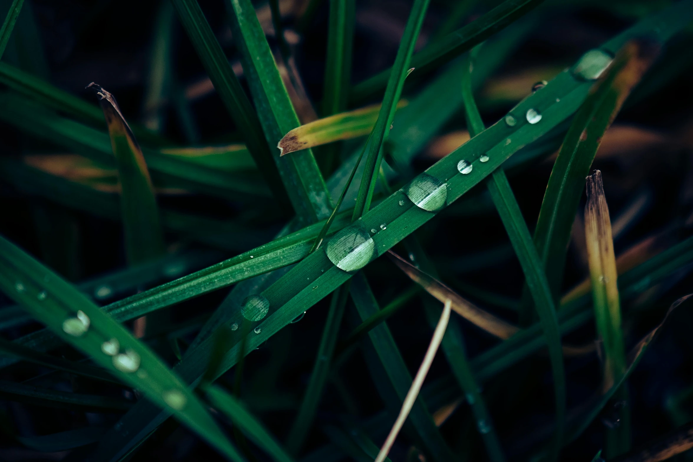 a field with some very green grass and water droplets