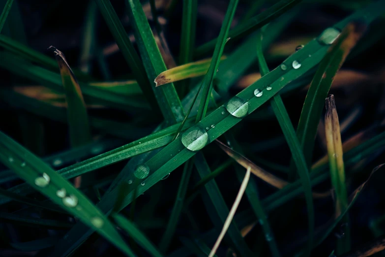 a field with some very green grass and water droplets