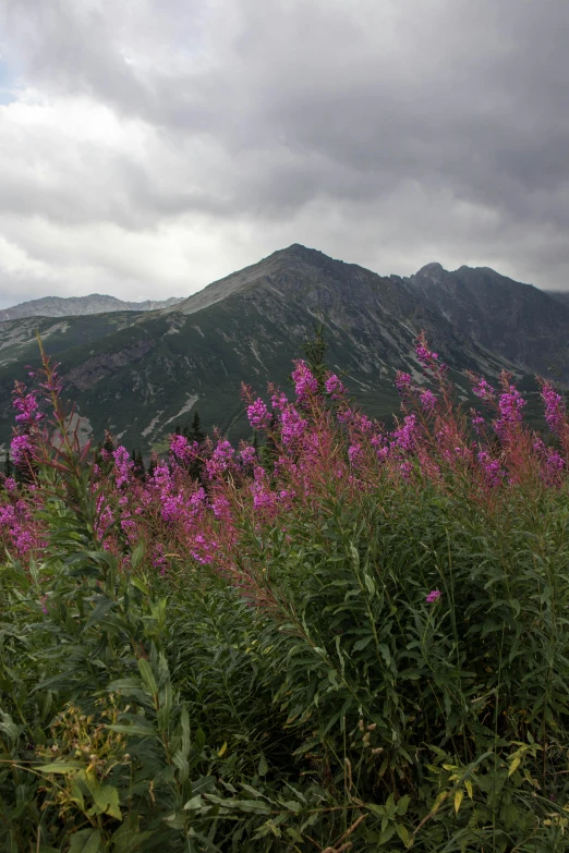 a mountain range with some pink flowers and shrubs