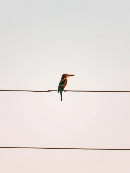 a green bird sitting on top of an electrical line