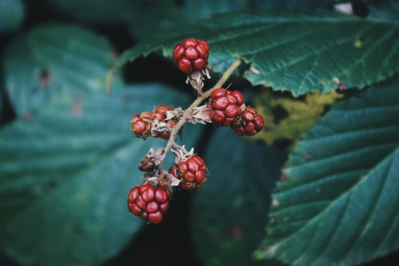 several ripe berries on the nch of a tree