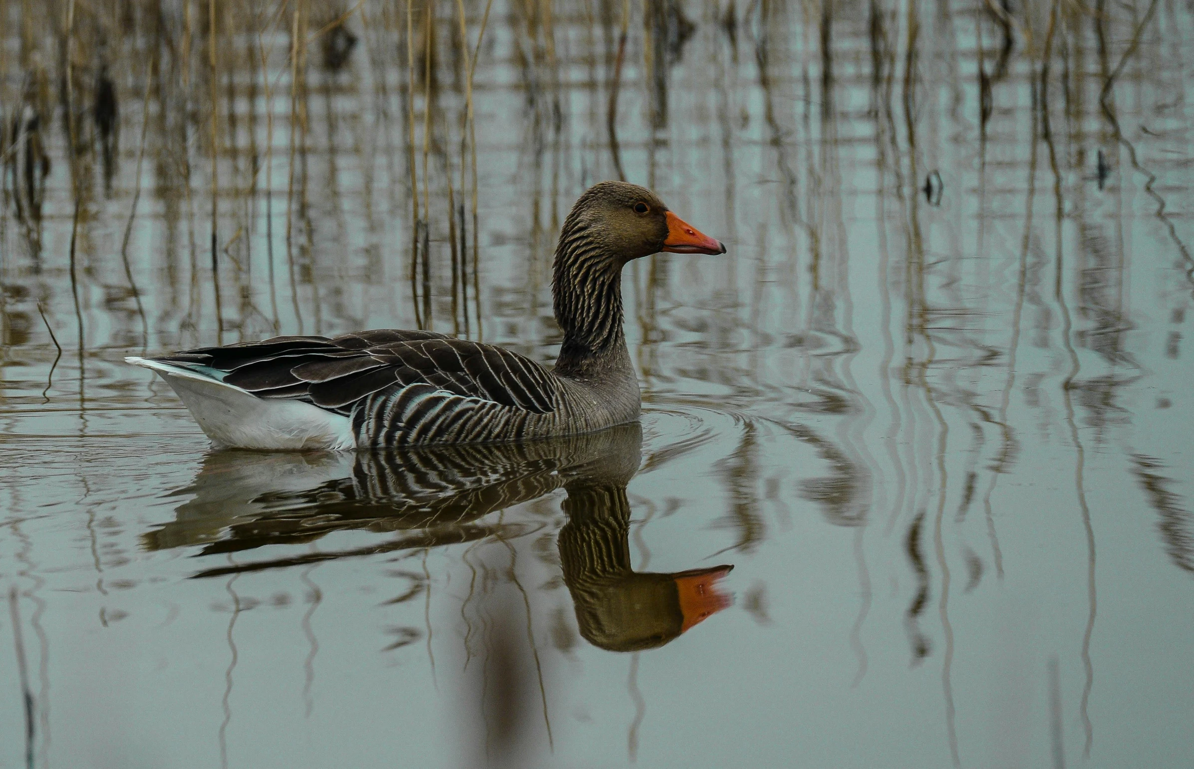 a duck that is floating in some water