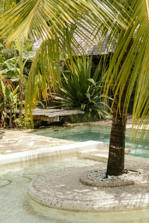 palm tree in a pool of blue water