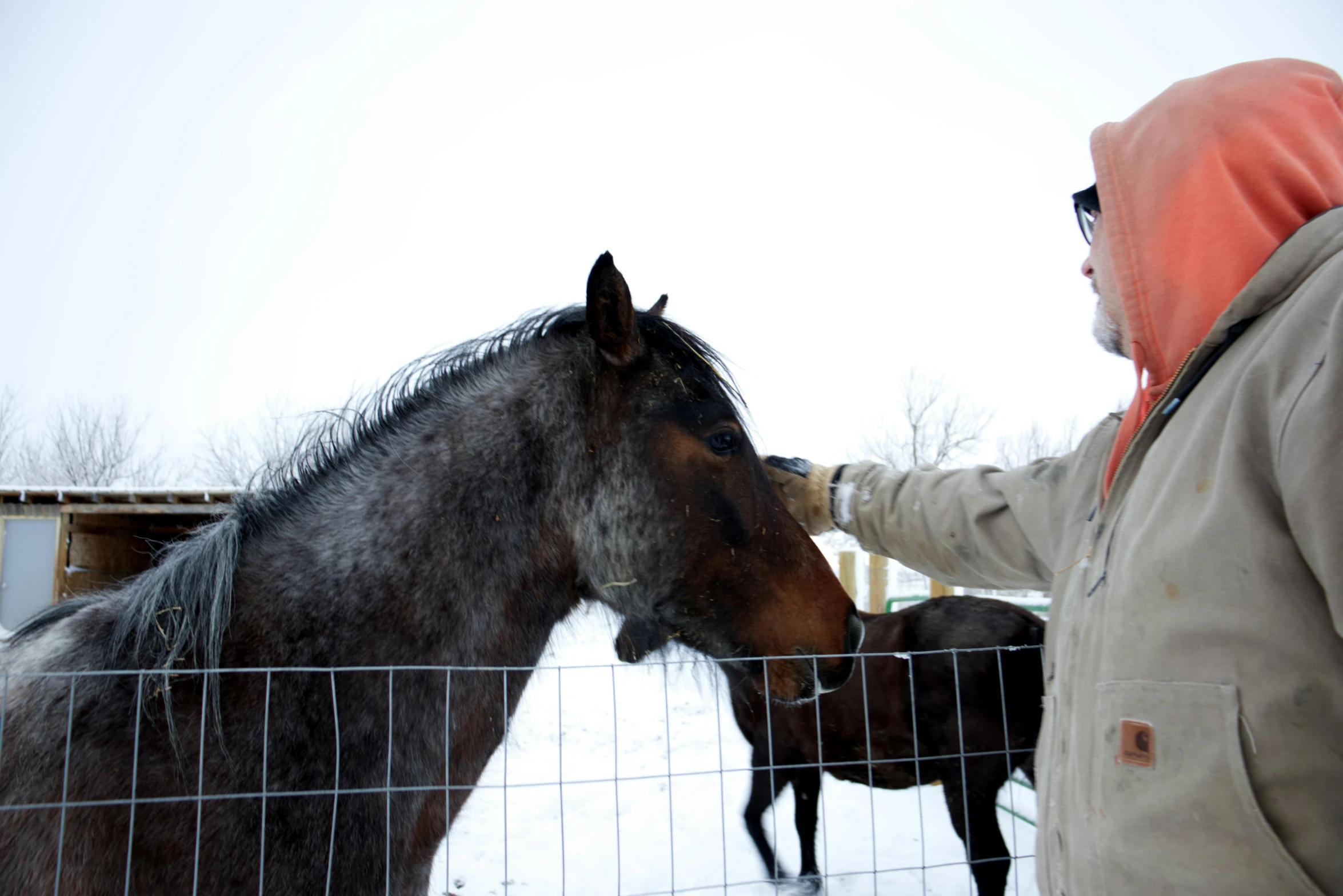 a man petting the head of a horse