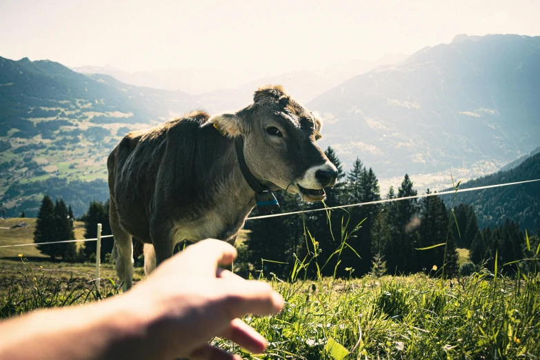 someone points at a cow that is standing on the grass