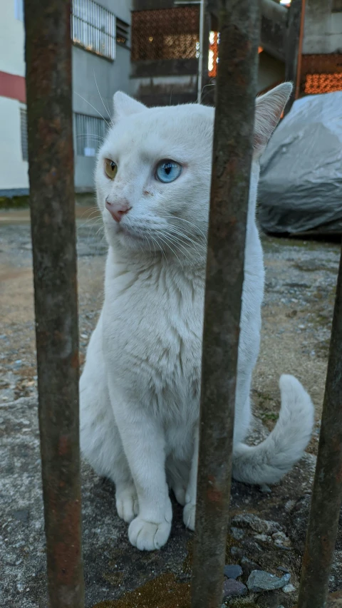 a cat sitting under a fence next to soing