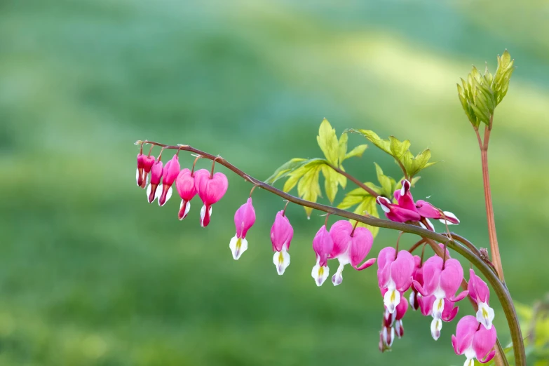 a close up of a flower on a nch