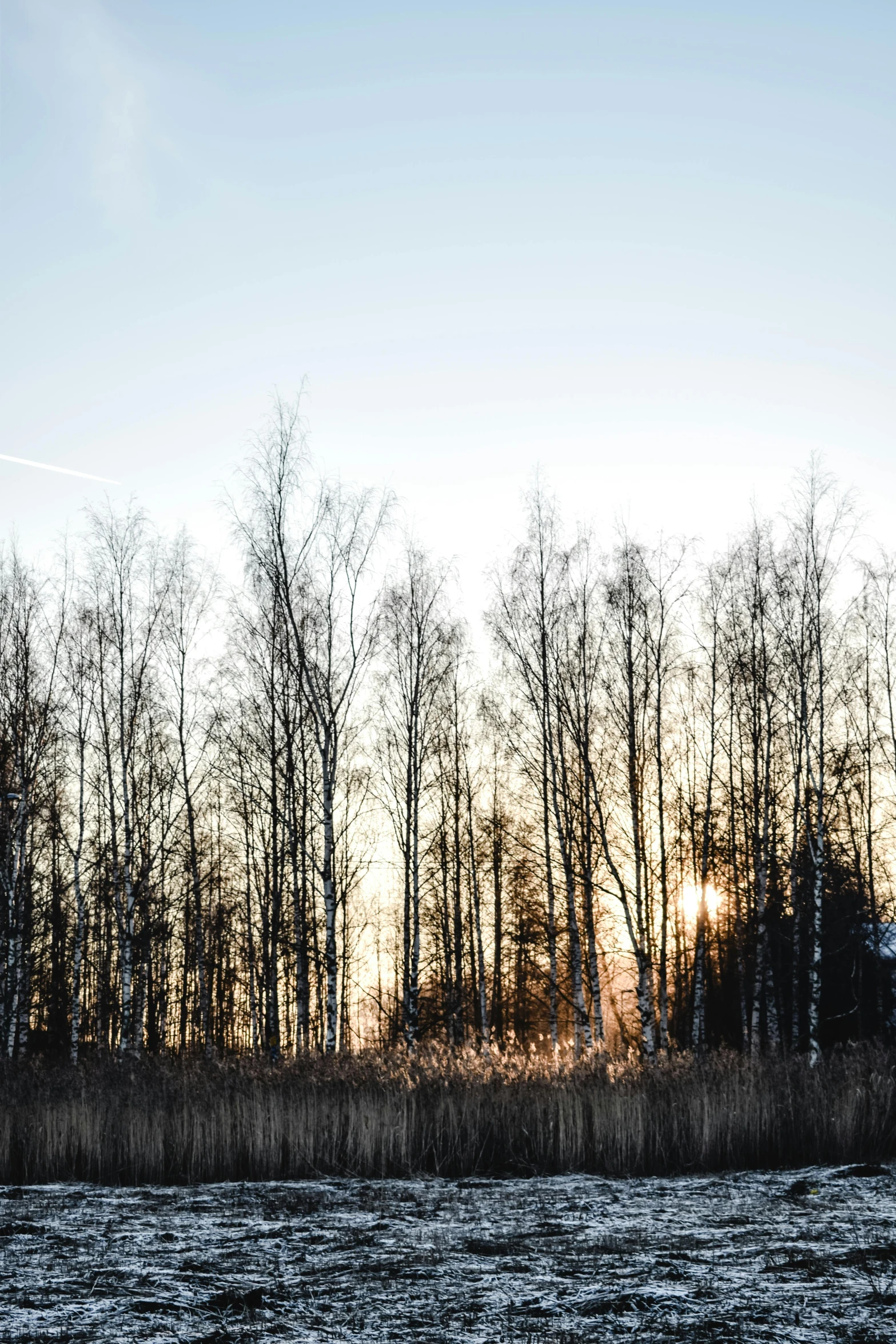 a field with tall trees on top of it