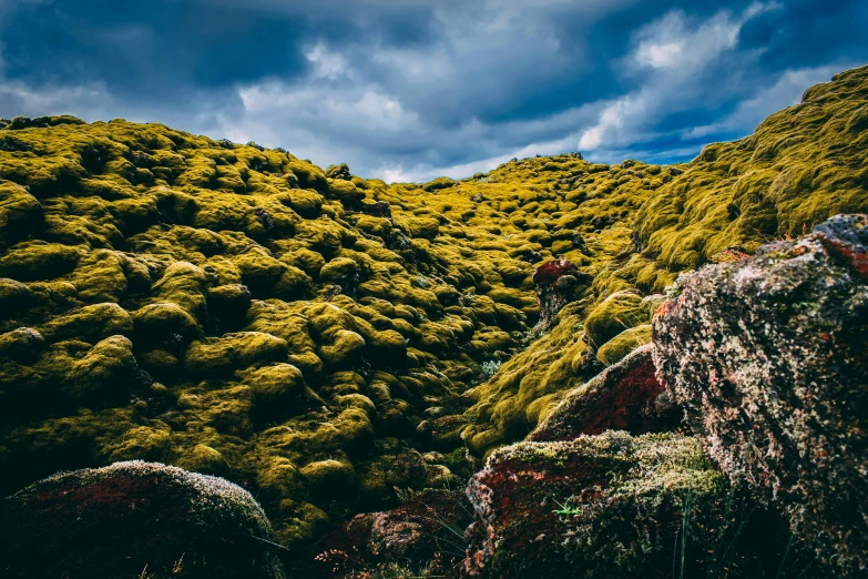 a hillside covered in moss and plants