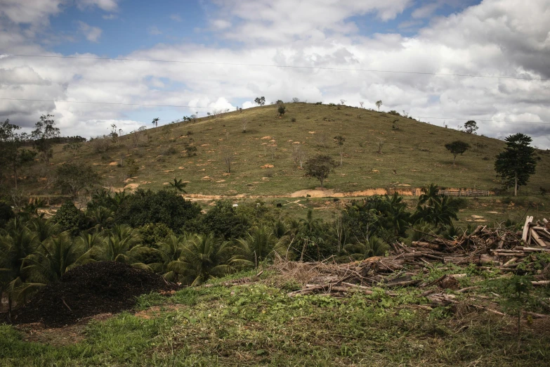 a lush green hillside covered in grass next to a forest