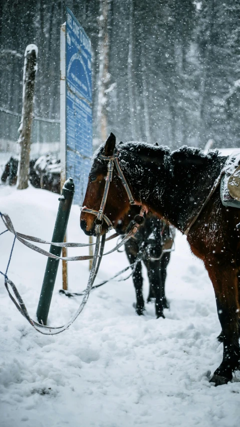 a black horse with sleigh tied up to its head standing in the snow