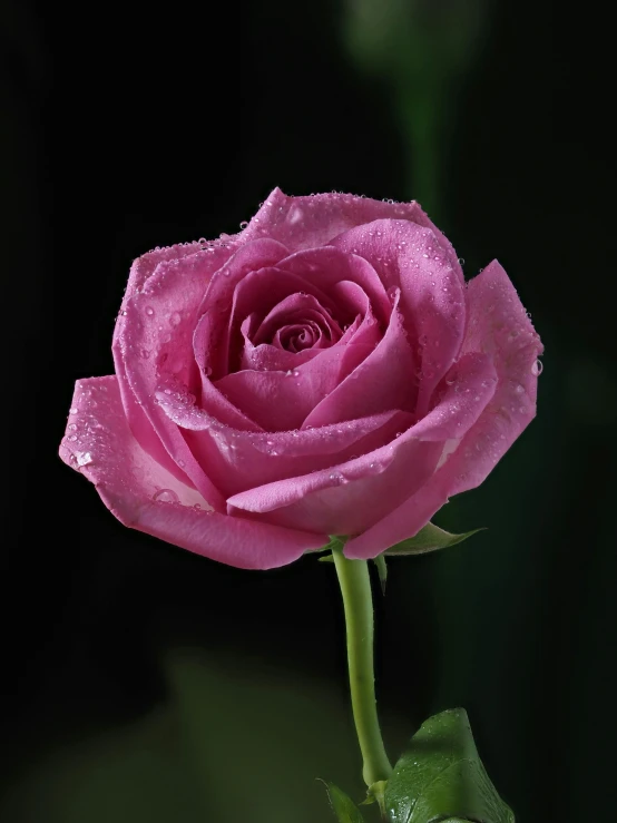 pink rose with droplets of water on it