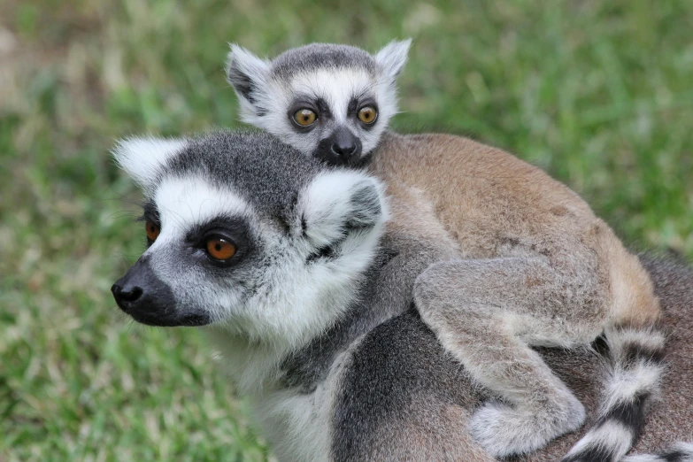 two lemurs sitting in the grass on top of each other