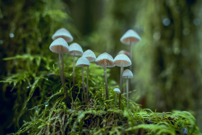 several mushrooms in the woods are growing on moss