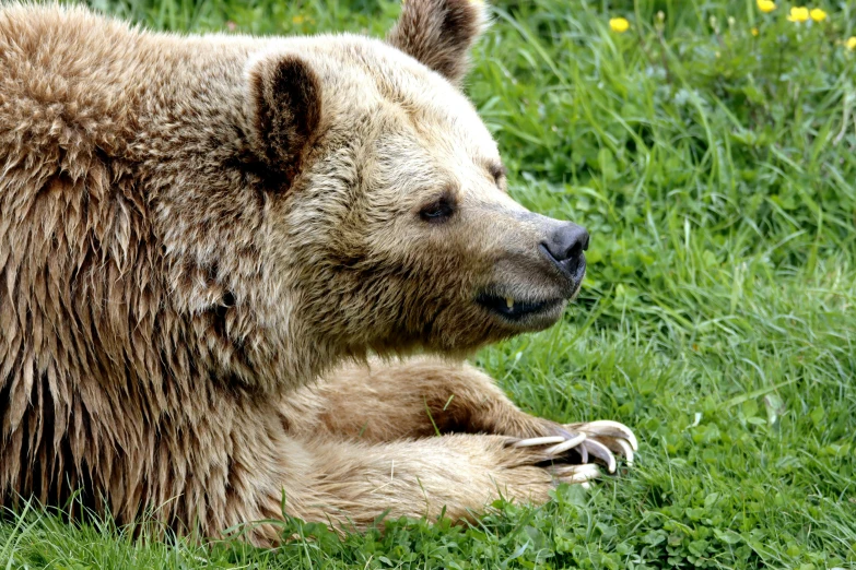 the brown bear is laying in a green field