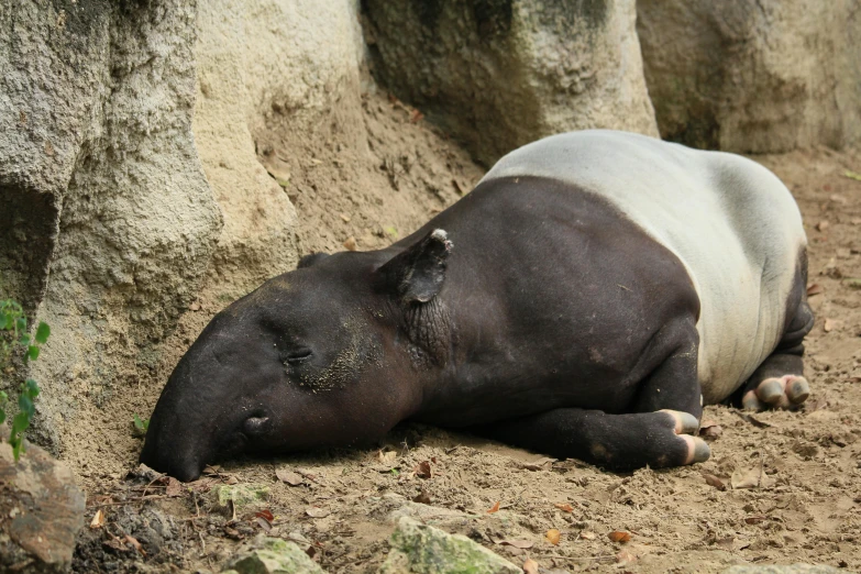 a small black and white animal laying on dirt