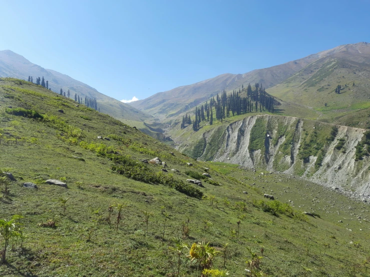 a lush green hillside with trees on top