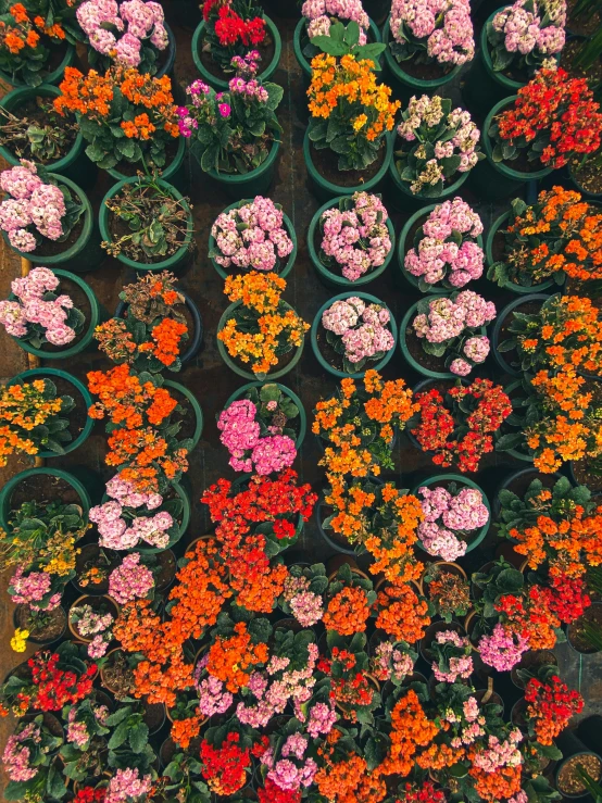 many varieties of flowers on the top of small pots