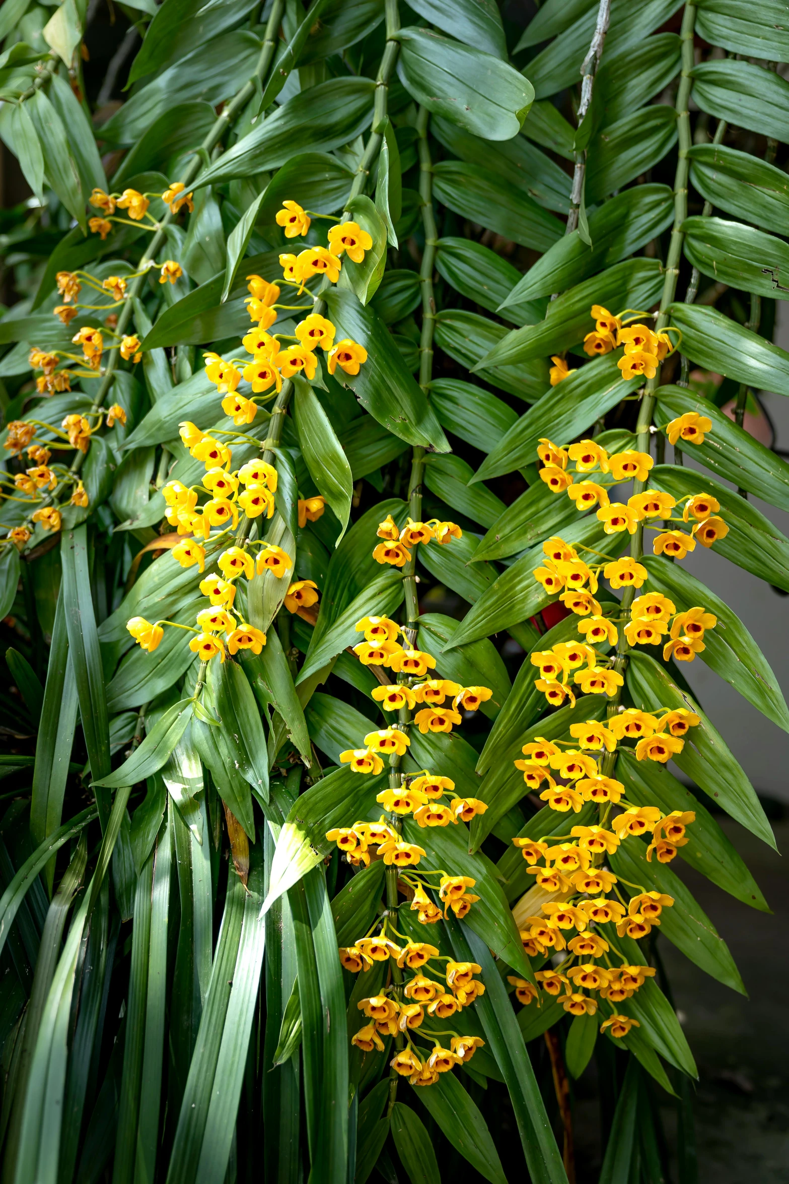 yellow and green plants are in a planter