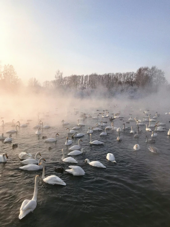 a large flock of swans in water on a foggy day
