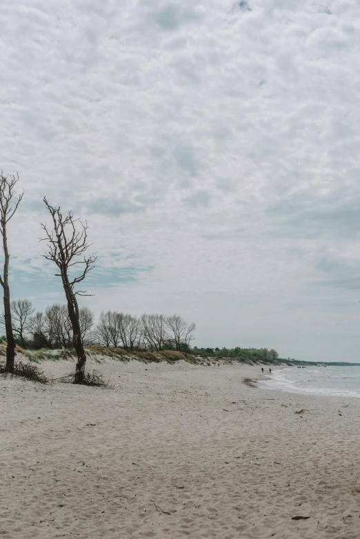 two trees next to each other on the beach