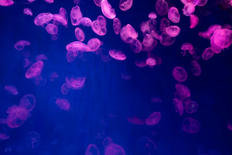 purple jelly fish are floating in the water